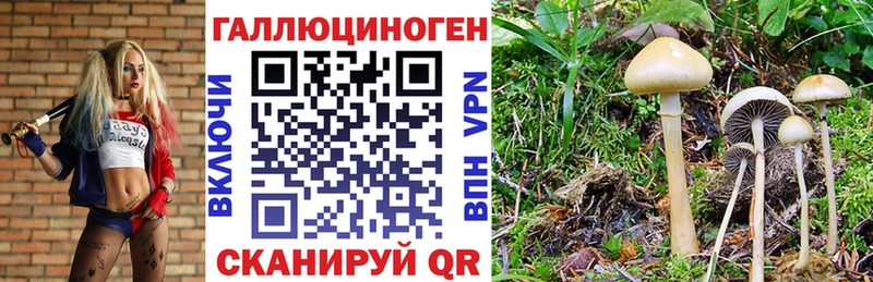 Купить  Баксан  Галлюциногенные грибы мицелий 